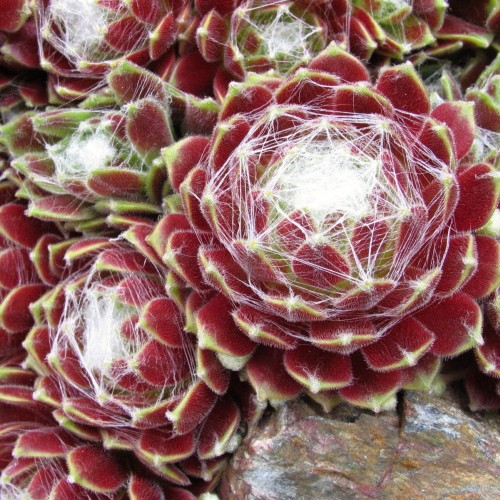 Sempervivum 'Kramer's Spinrad' - Mägisibul 'Kramer's Spinrad' P9/0,55L 